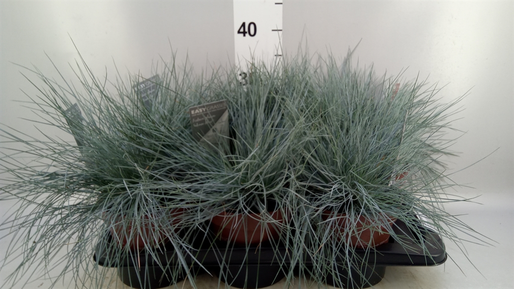 Festuca Intense Blue 17Ø 30cm