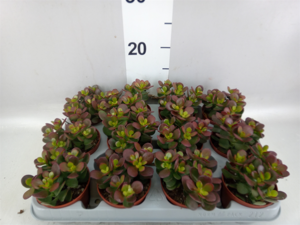 Crassula Minor 8Ø 10cm