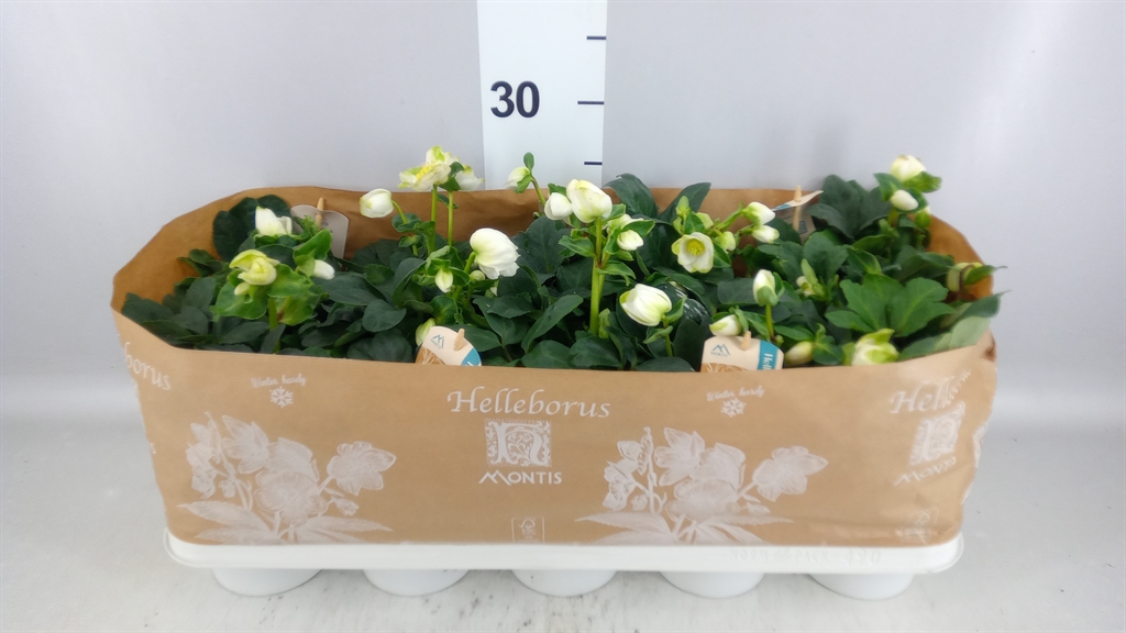 Helleborus Christmas Carol 12Ø 24cm