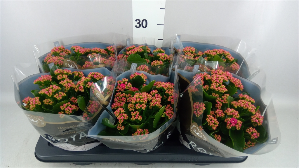 Kalanchoe Double Rosalina Don Victorio 15Ø 27cm