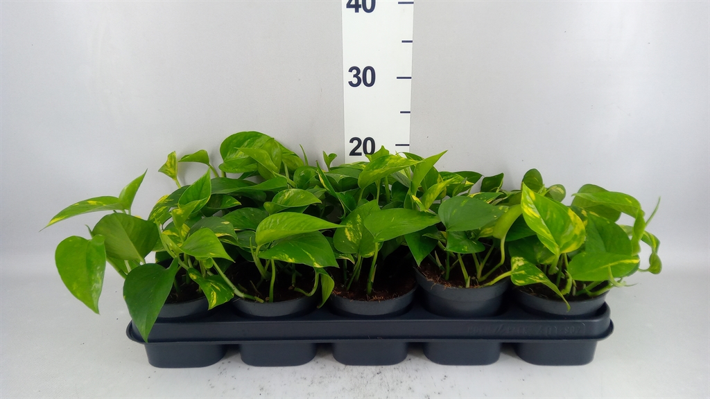 Epipremnum Aureum 12Ø 20cm