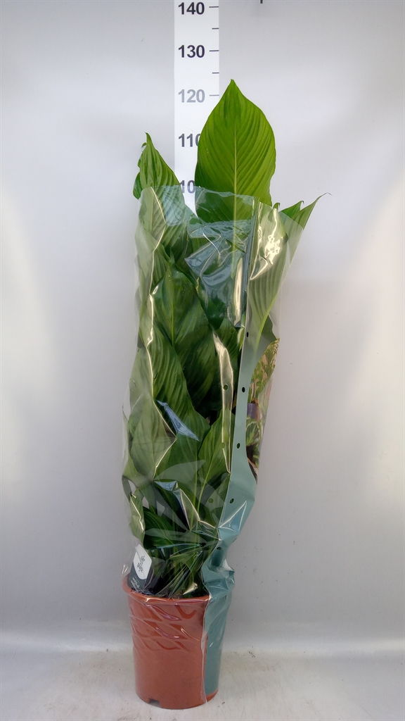 Spath Sweet Lauretta 21Ø 95cm
