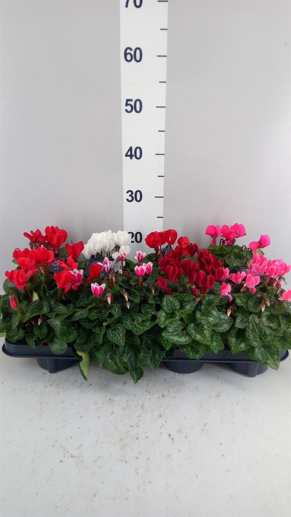 Cyclamen Mini Garden 10Ø 25cm