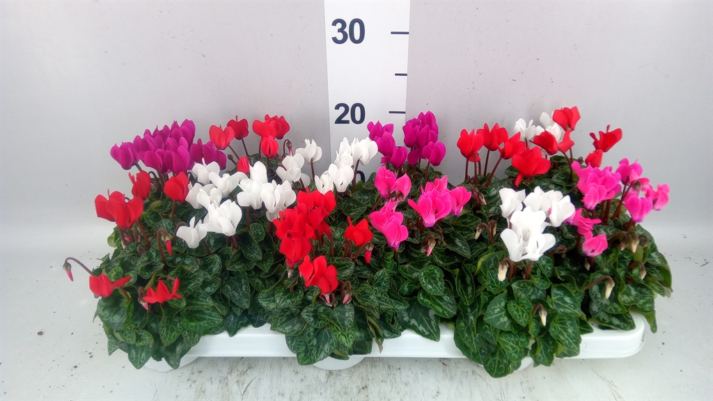 Cyclamen Super Serie Verano 9Ø 17cm