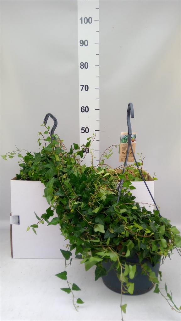 Hedera Helix Anna 24Ø 90cm