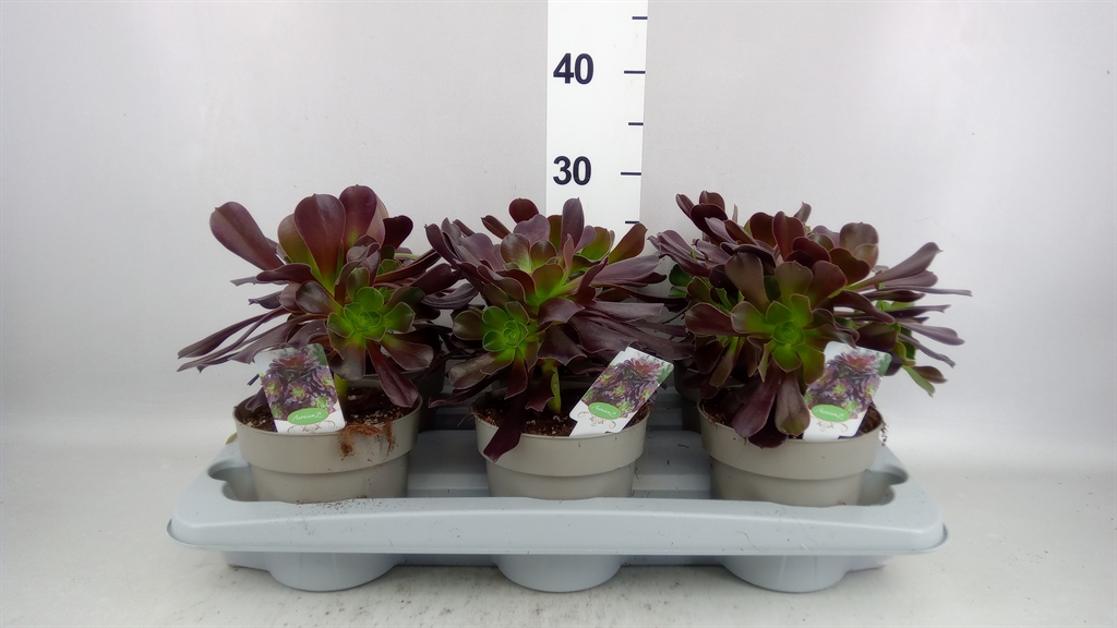 Aeonium Arboreum 14Ø 28cm