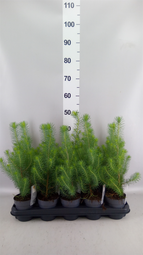 Pinus Silver Crest 10Ø 35cm