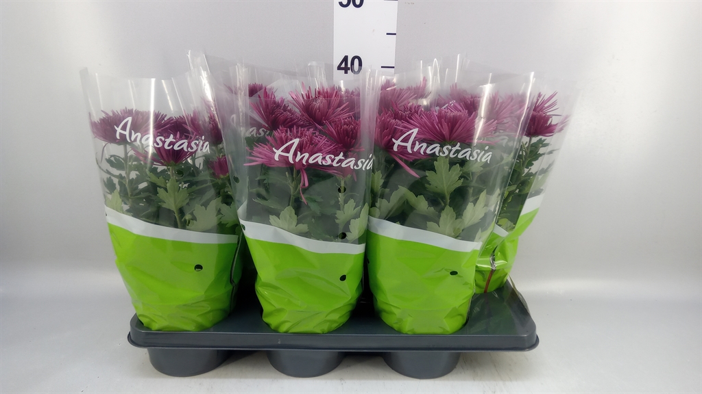 Chrysanth Anastasia Lilac 15Ø 35cm