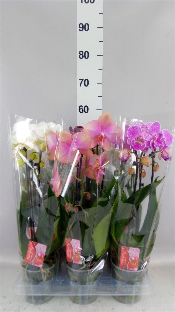 Phalaenopsis Cascade 12Ø 45cm 2st