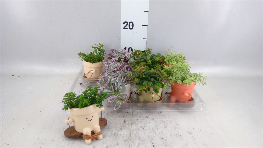 Arrangement Indoor Green 6Ø