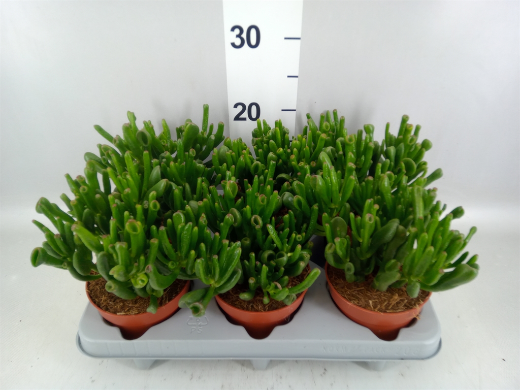 Crassula Gollum 12Ø 24cm