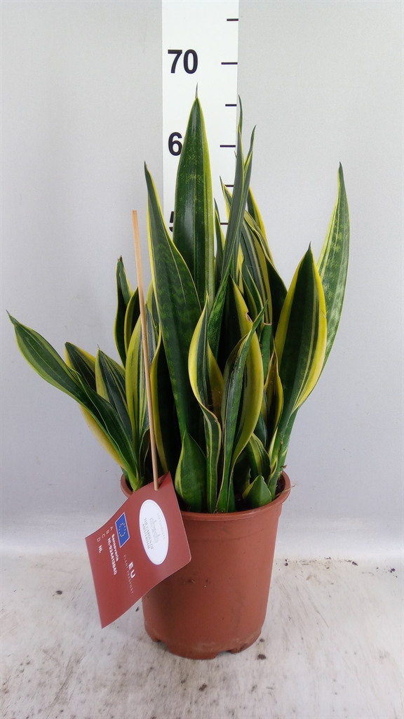 Sansev Overig 21Ø 40cm