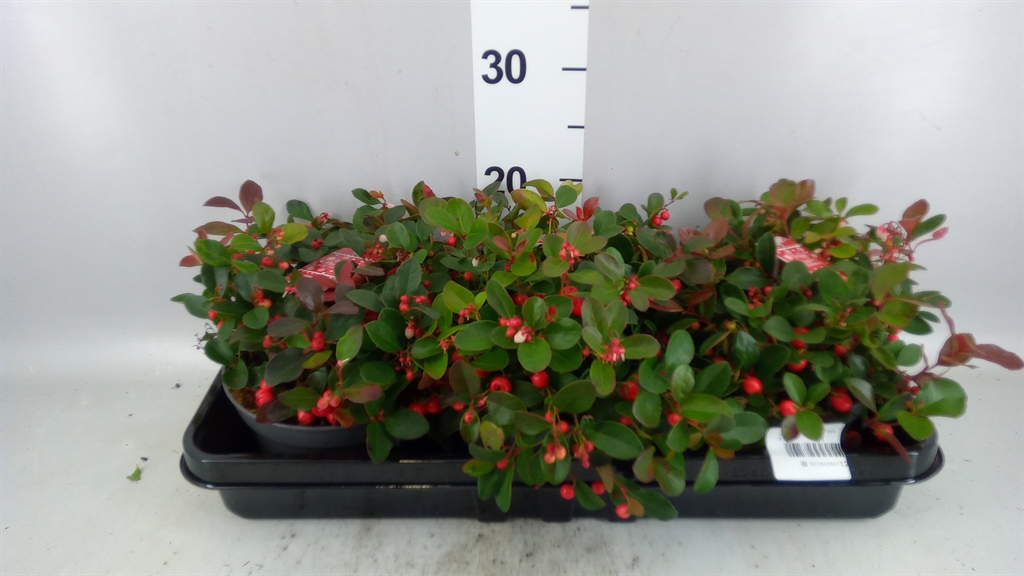Gaultheria Big Berry 20Ø 12cm