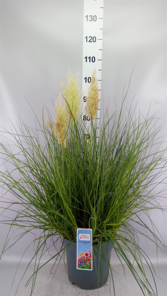 Cortaderia Tiny Pampa 27Ø 70cm