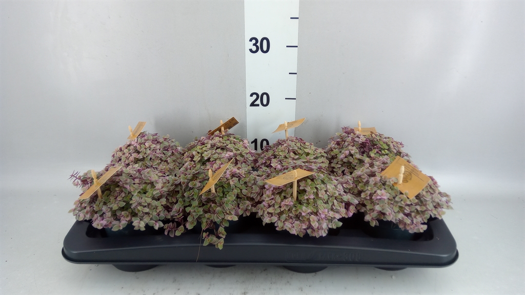 Callisia Repens Rosato 10Ø 15cm