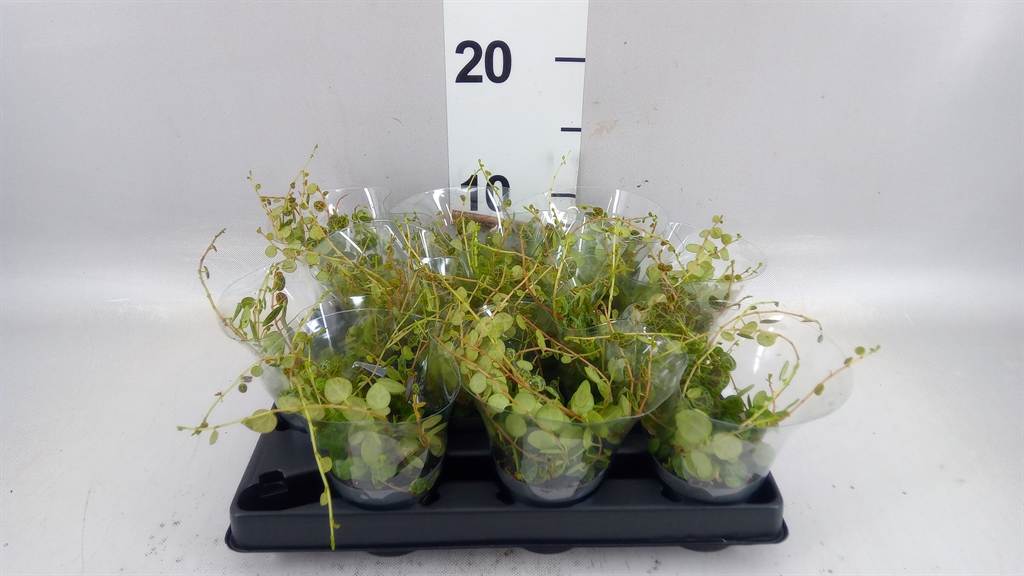 Peperomia Prostrata 6Ø 10cm
