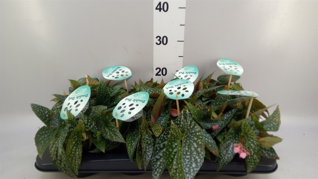 Begonia Leaf Double Dot 12Ø 20cm