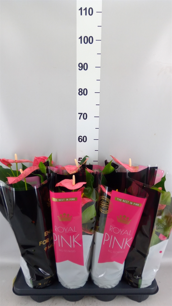 Anthurium Colorado 14Ø 50cm