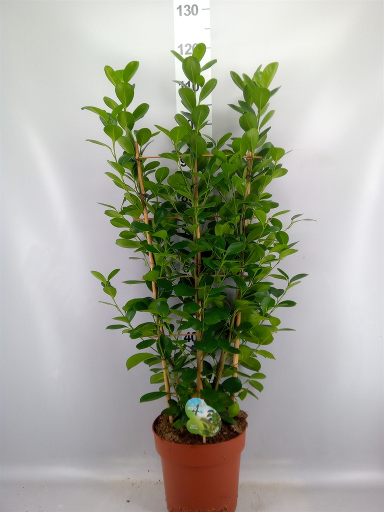 Ficus Microcarpa Moclame 24Ø 90cm