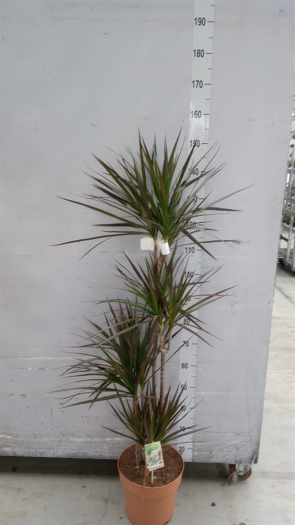 Dracaena Magenta 27Ø 140cm