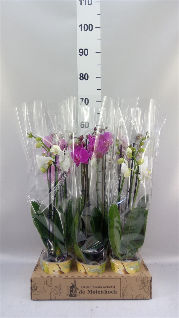 Phalaenopsis Mix 4 Colours 12Ø 60cm 3st