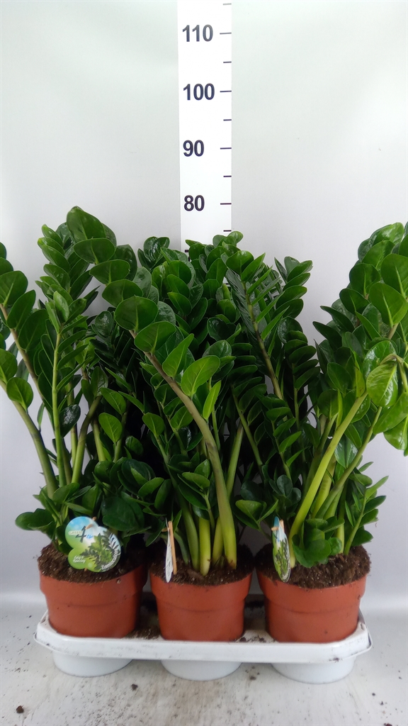 Zamioculcas Zamiifol Mido 19Ø 70cm