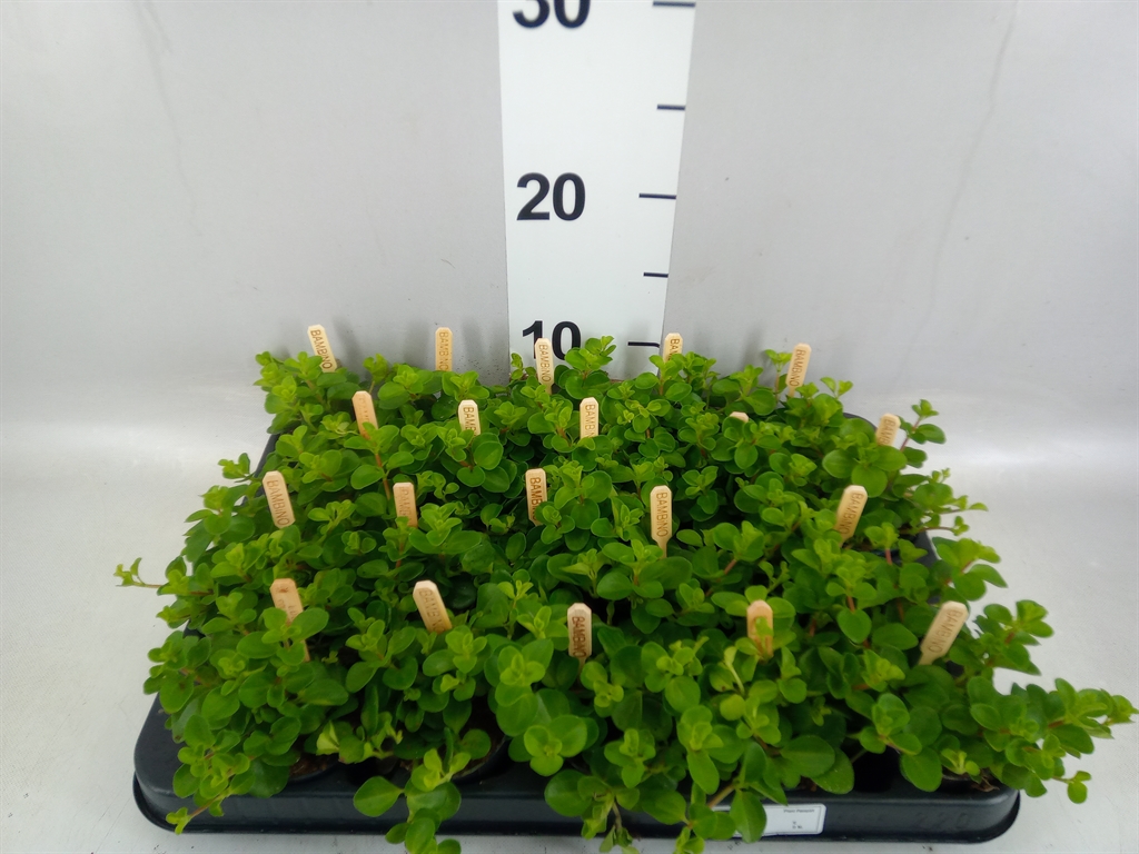Peperomia Rotundifolia 5Ø 10cm