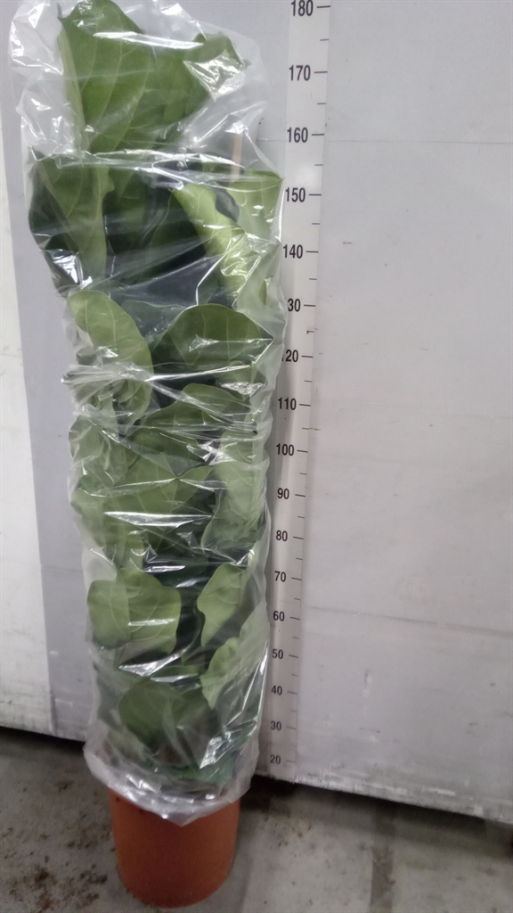 Fic Ov Lyrata 34Ø 170cm