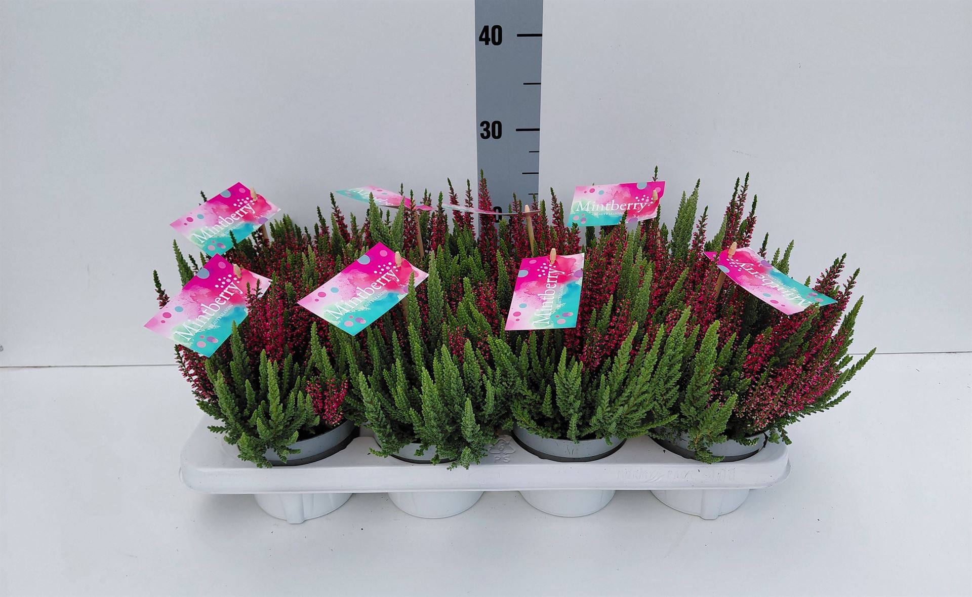 Calluna Vulgaris Beauty Seasons Mintberry Mix 12Ø 17cm