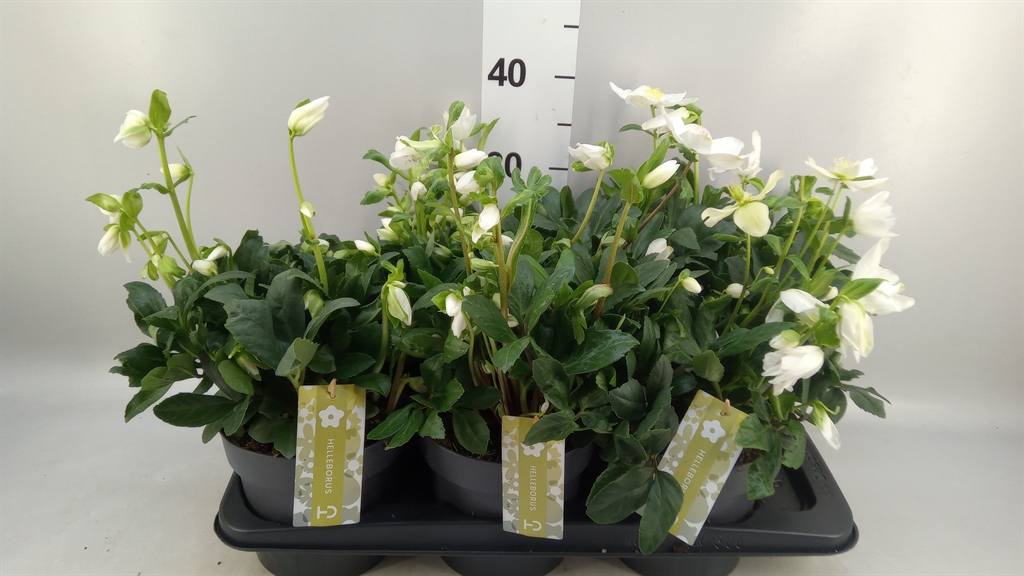 Helleborus Advent Star 17Ø 30cm