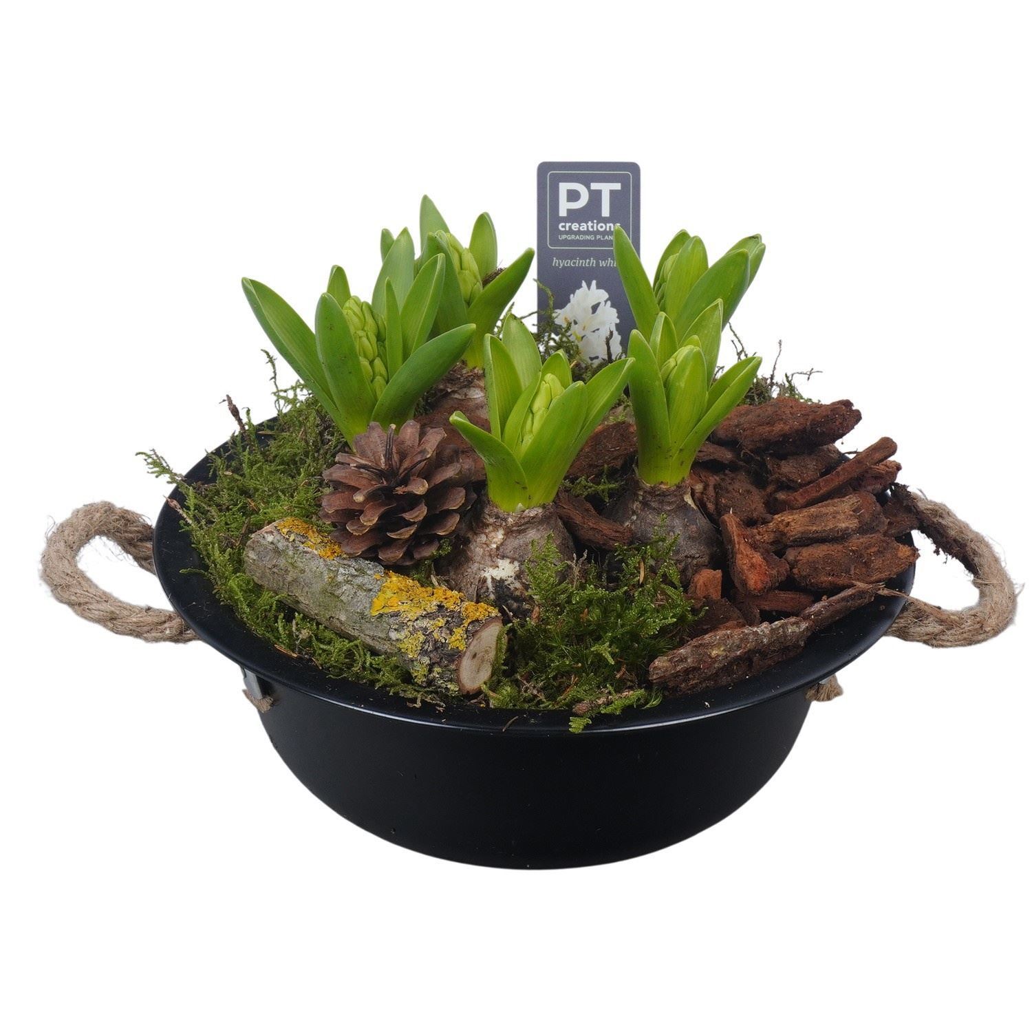 Arrangement Hyacinth 24Ø