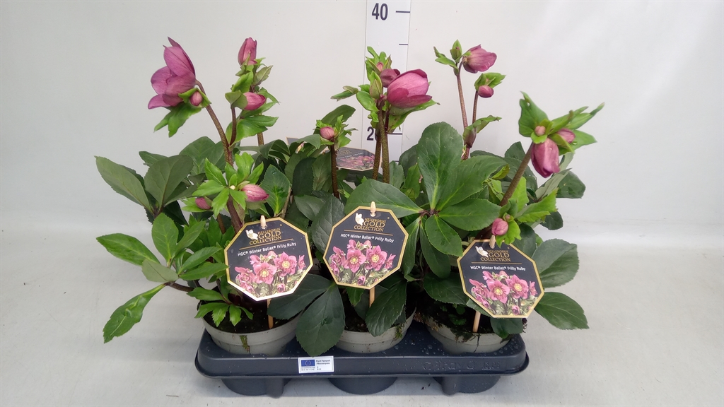 Hell Hgc Wb Fri Ruby 13Ø 30cm