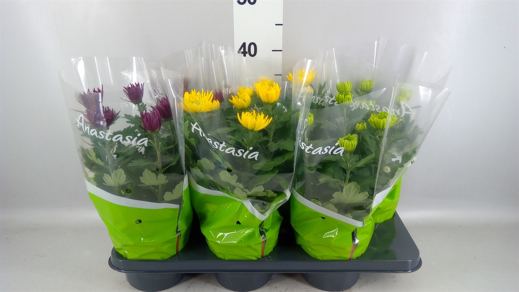 Chrysanth Anastasia Mix 15Ø 33cm