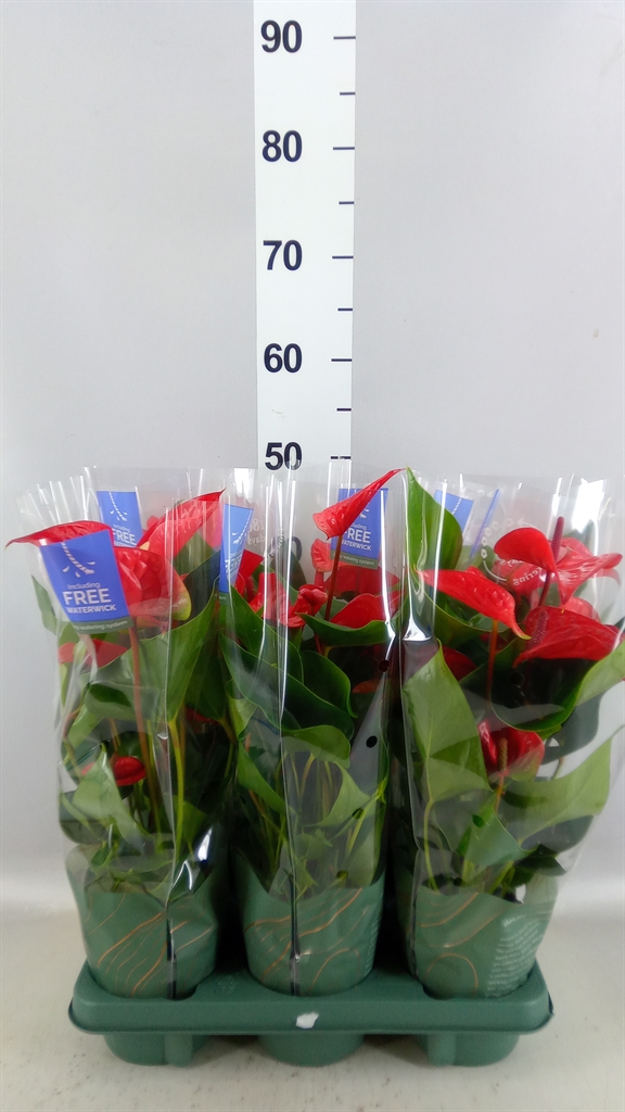 Anthurium Floriclone Majestic Flame 12Ø 45cm