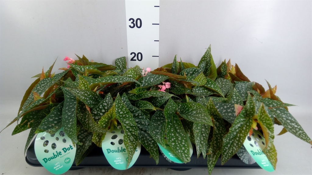 Begonia Leaf Double Dot 12Ø 20cm