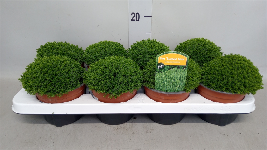 Hebe Emerald Grem 13Ø 18cm