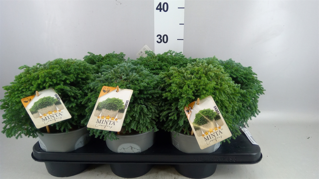 Chamaecyparis Minta 15Ø 22cm
