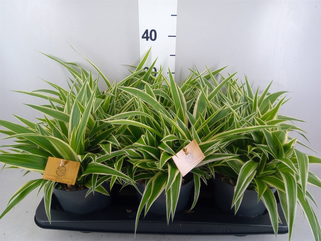 Chlorophytum Ocean 15Ø 35cm