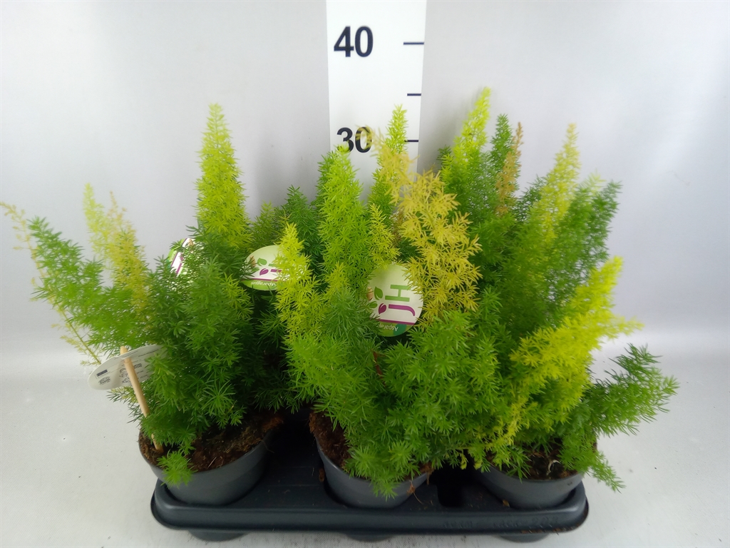 Asparagus Densiflorus Myers 12Ø 30cm