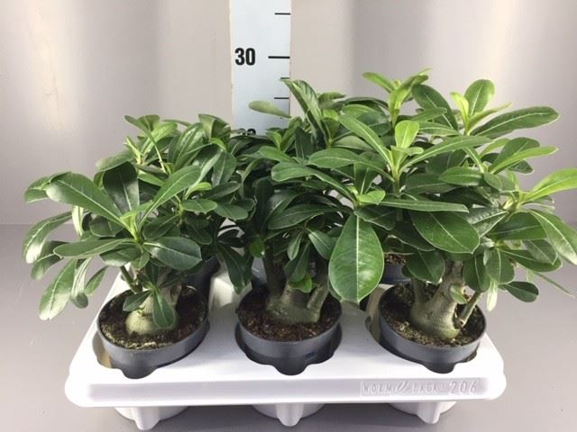 Adenium Obesum 11Ø 27cm