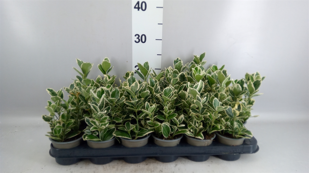 Euonymus Kathy 9Ø 15cm