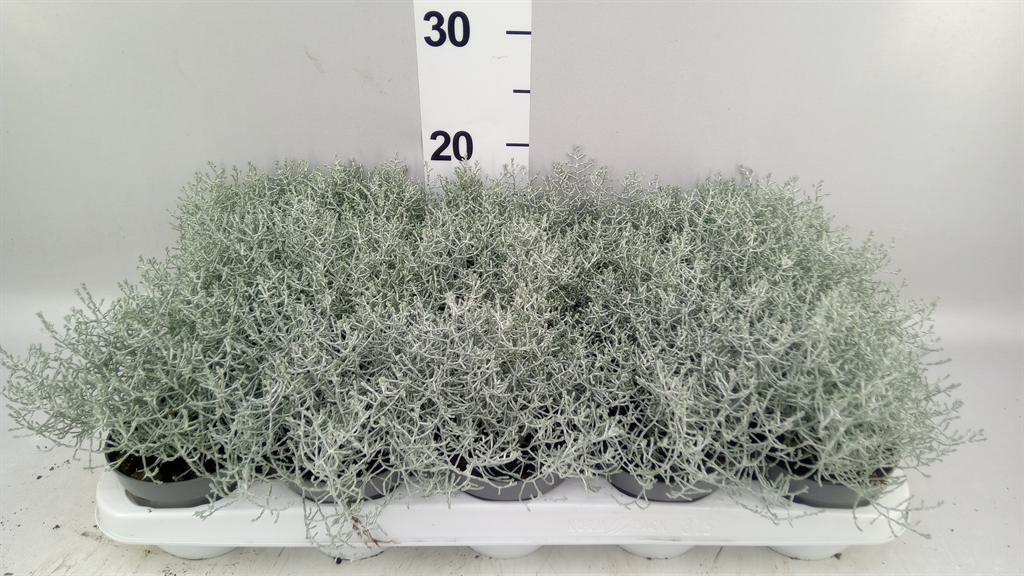 Leucophyta Brownii 10Ø 22cm