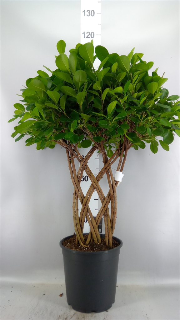 Ficus Microcarpa Moclame 27Ø 110cm