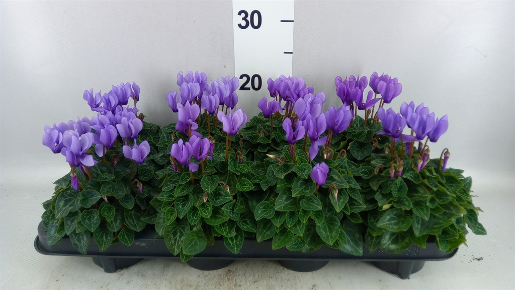 Cyclamen Persicum Ssdblue001 10Ø 23cm