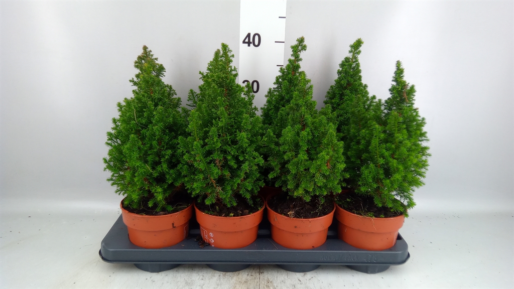 Chamaecyparis Top Point 13Ø 45cm