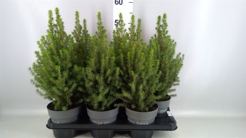 Picea Perfecta 15Ø 55cm