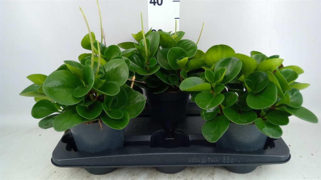 Peperomia Obtusifolia Green Gold 15Ø 30cm