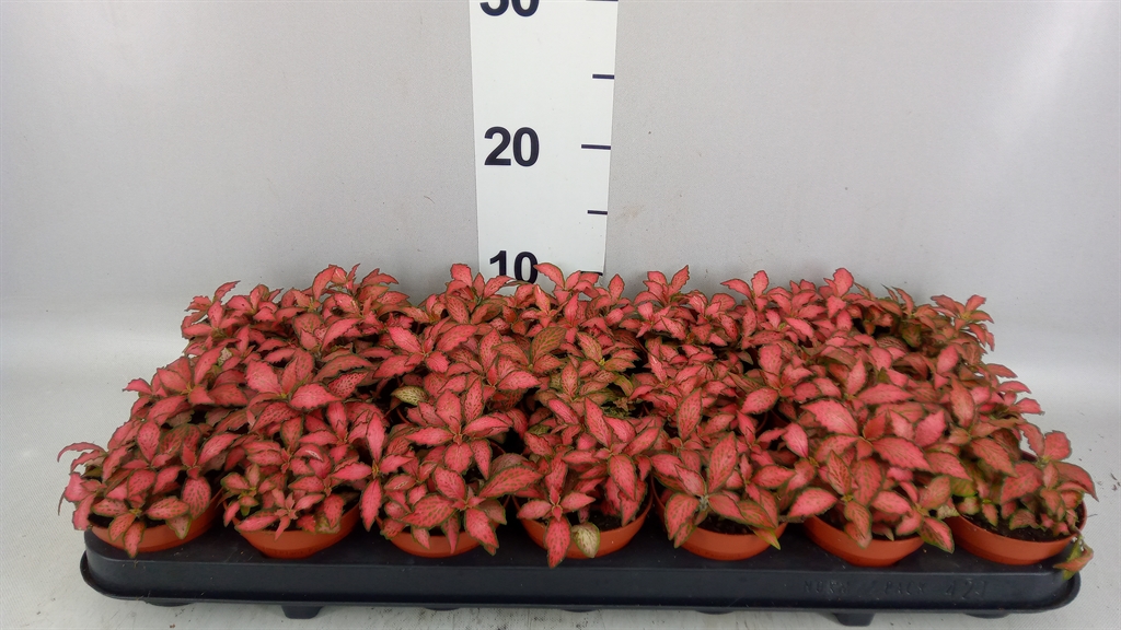 Fittonia Verschaffeltii Forest Flame 8Ø 12cm