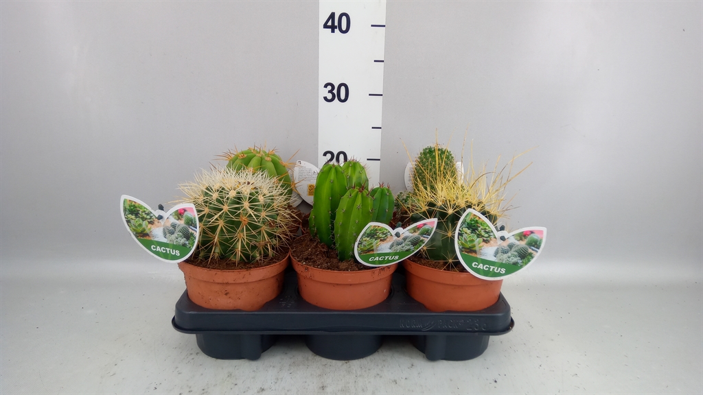 Cactus Mix 14Ø 20cm