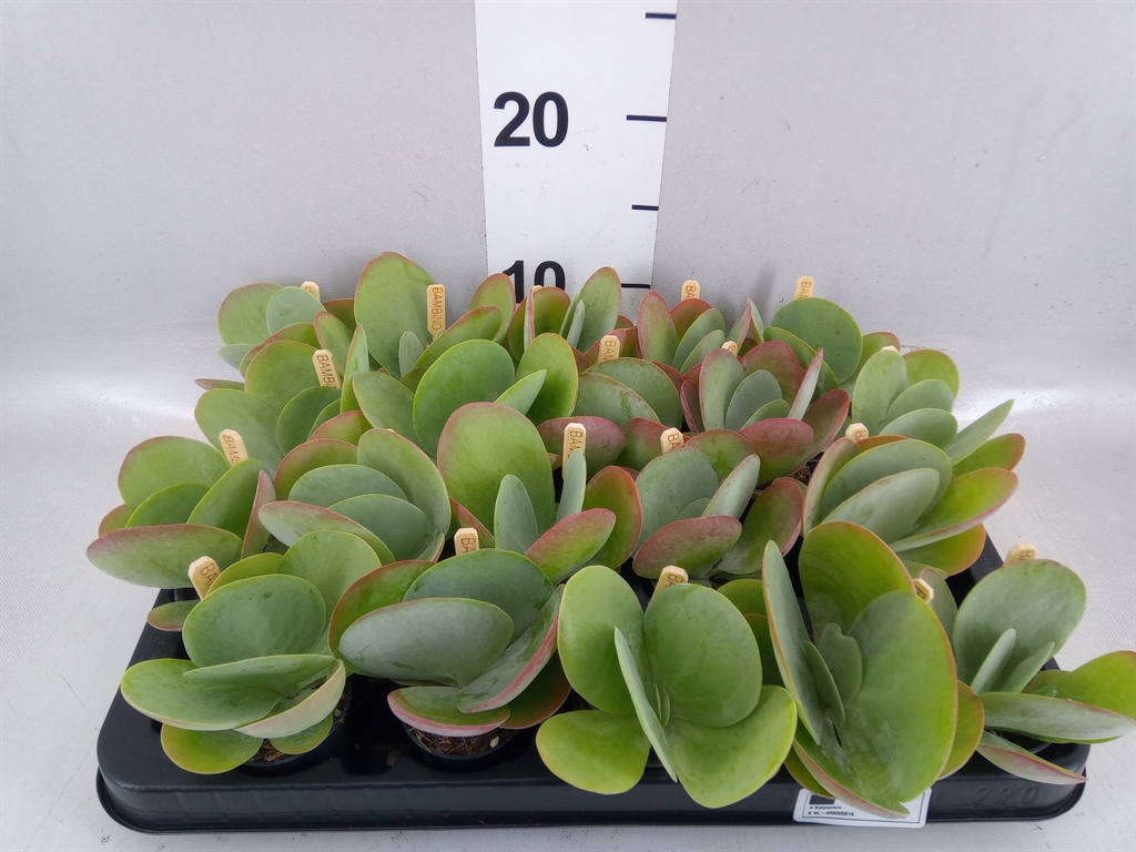Kalanchoe Thyrsiflora 5Ø 10cm